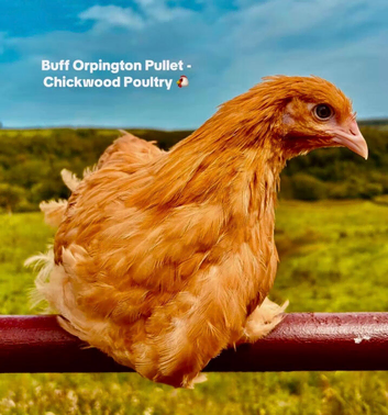 POINT OF LAY HENS AVAILABLE. SOUTH WALES.