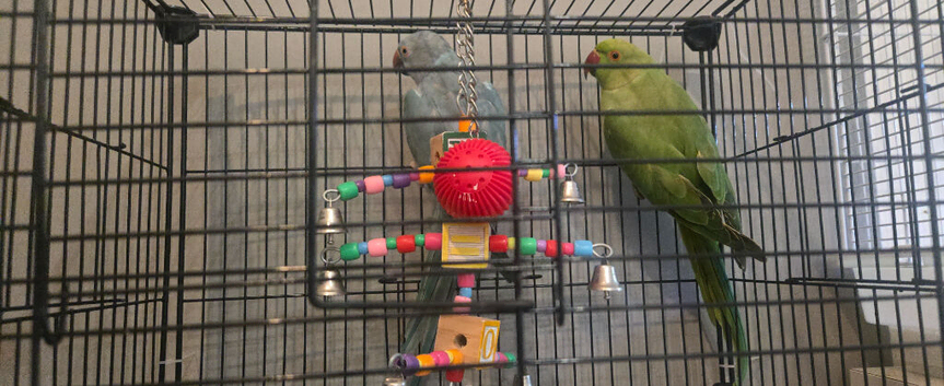 2 x ringnecks