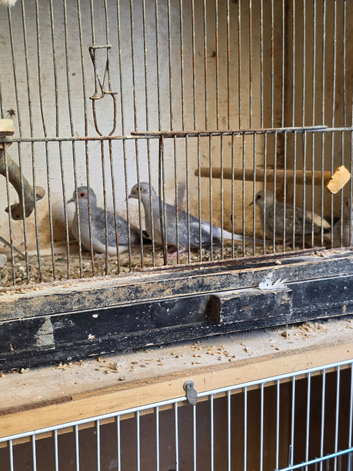 Diamond dove