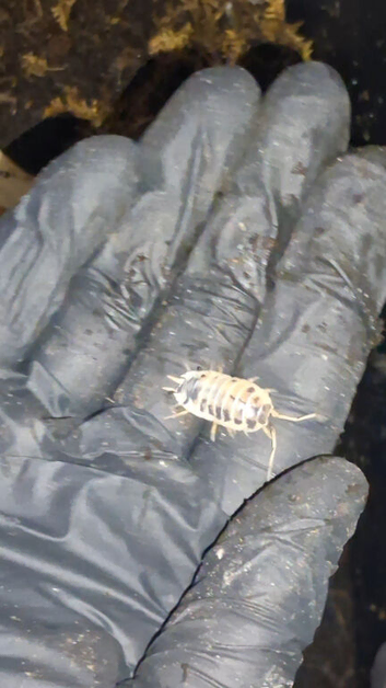 Dairycow Isopods