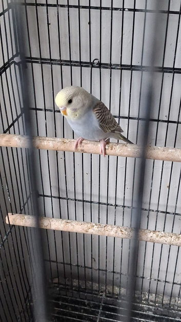Baby budgies