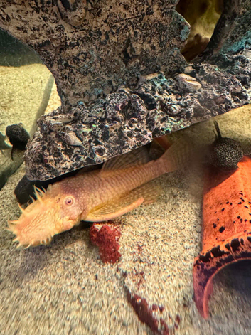 Bristlenose plecos