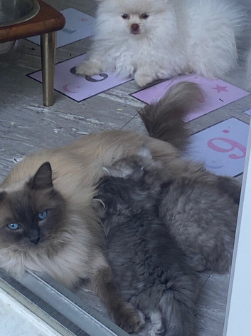 Stunning fluffy bright blue eyed kittens