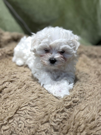Korean Maltese