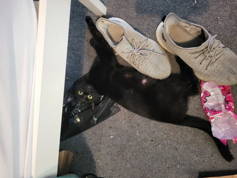 Black kittens