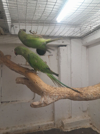 Young Indian ringnecks