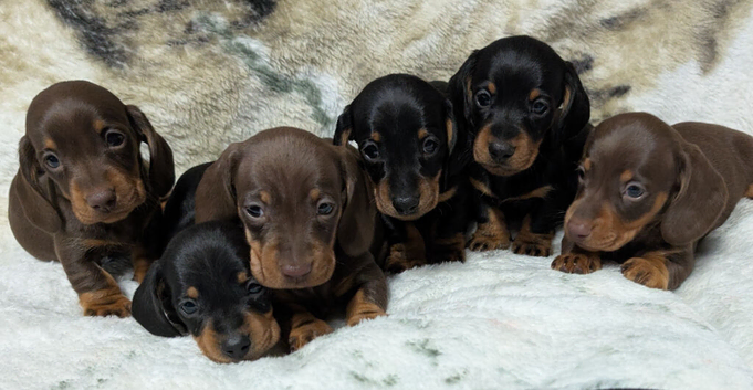 Quality KC / PRA clear Miniature Dachshund Puppies from Licensed Breeder