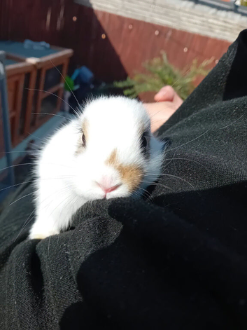 Baby rabbits