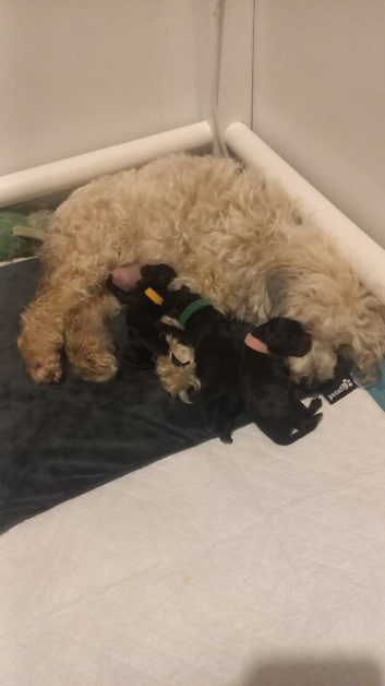 Gorgeous F1B Maltipoo Puppies
