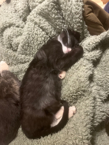 Kittens