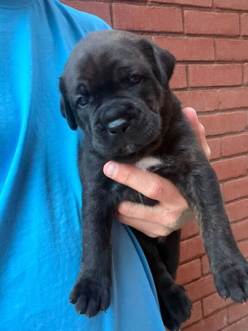 Rotticorso puppies