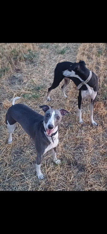 Lurcher pups first cross saluki