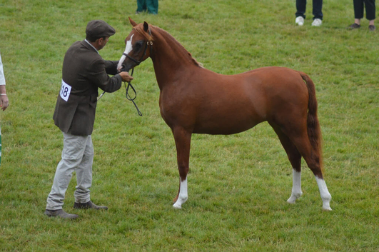 Top class welsh b filly