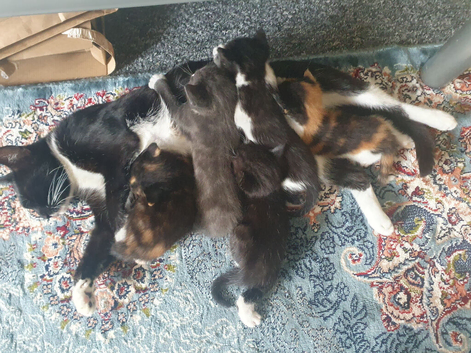 8 weeks Kittens