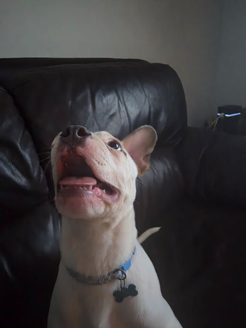 I need to rehome my boy