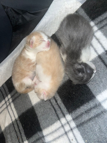 Cookies kittens