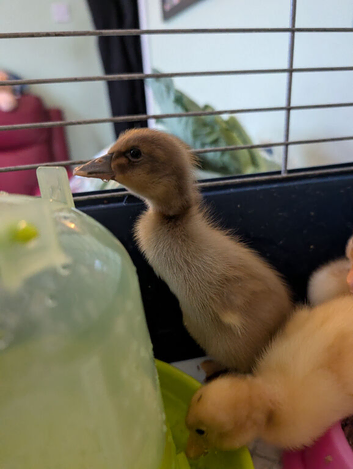 Runner Ducklings needing special homes