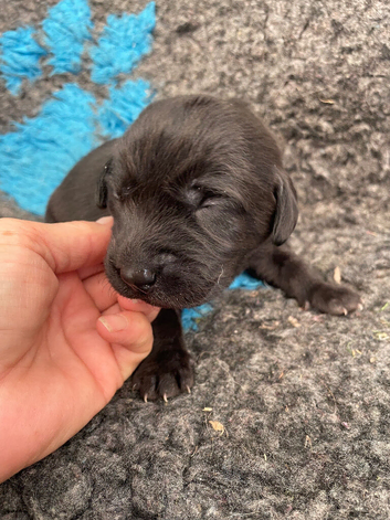 outstanding chunky pups