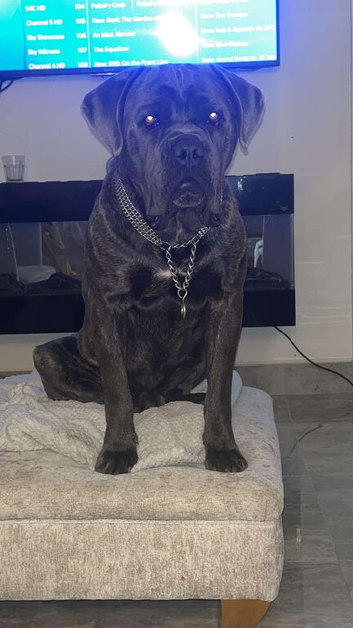 Beautiful 3 year old male