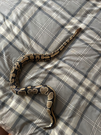 Female ball python