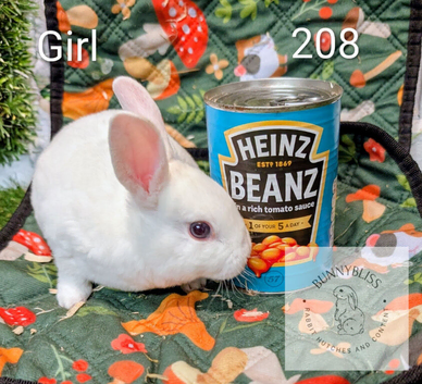 ONLY 2 Mini rex female pedigrees left. Ready to leave us on Tuesday 13th October.