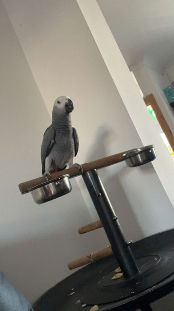 7month old African gray