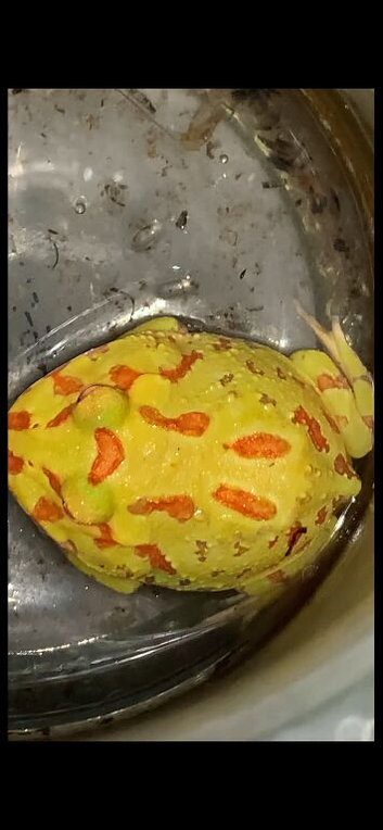 Pac-Man (Horned) Frog babies cb26