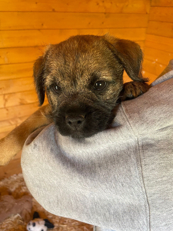 Border terrier puppies