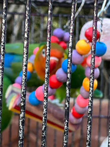 3 x Beautiful healthy breeding lovebirds