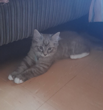 Gorgeous male kitten