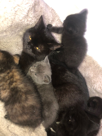 5 beautiful kittens ready to go