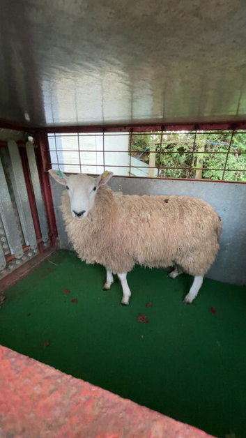 Proven Cheviot x blue face Leicester ram