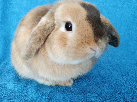 Adult mini lop for sale