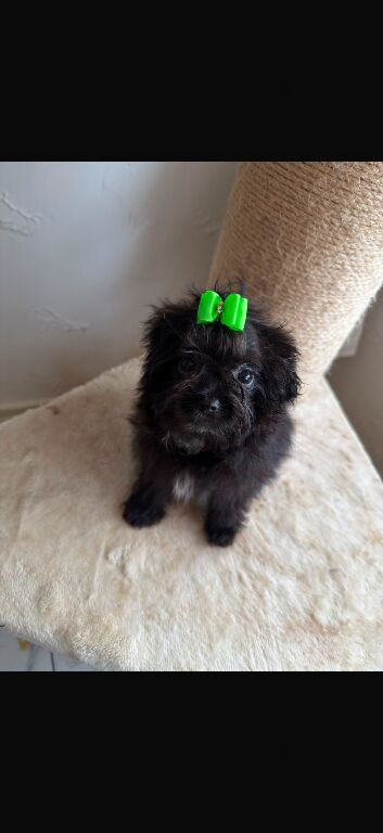 Korean MALTIPOM puppies