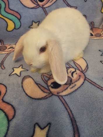 One little boy looking for his forever home