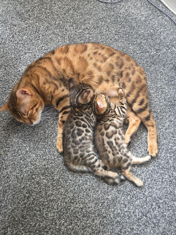 Bengal kiiten for sale female