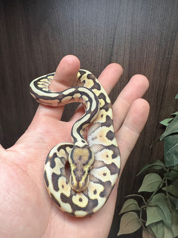 Lesser spotnose pastel het clown