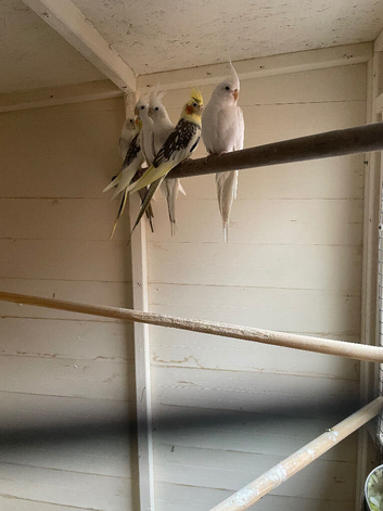Birds