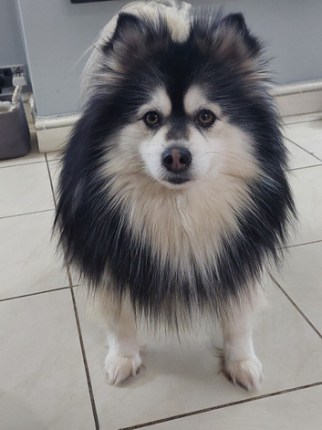 Champs F2 pomsky stud Dog
