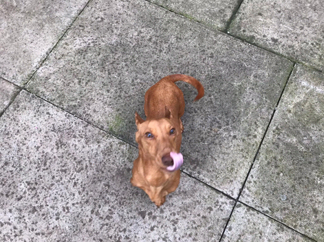 7 months old girl looking for forever home