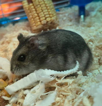 Hammy The Hamster