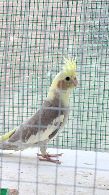 Young Cinnamon Pied Cockatiel &ndash; Healthy, Active & Tame Ready