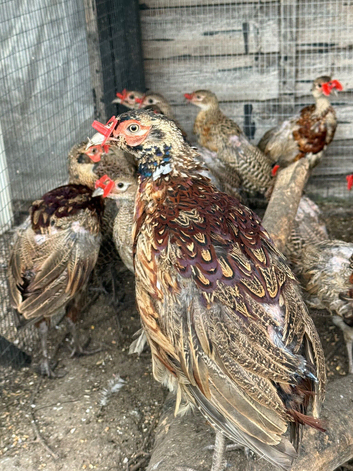 Ringneck pheasants