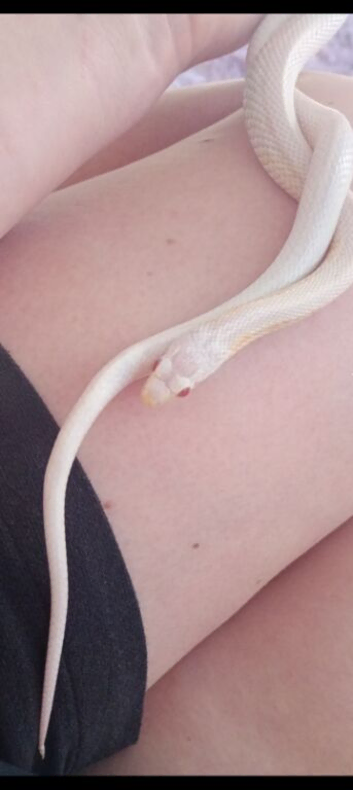 White corn snake with red eyes
