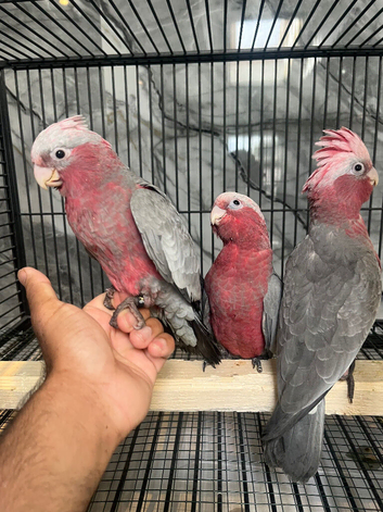 Ready Now Baby HandReared Super Tame Cuddly Galah Cockatoo Parrot,26