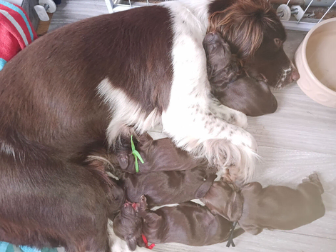 Lovely working sproker spaniels for sale u