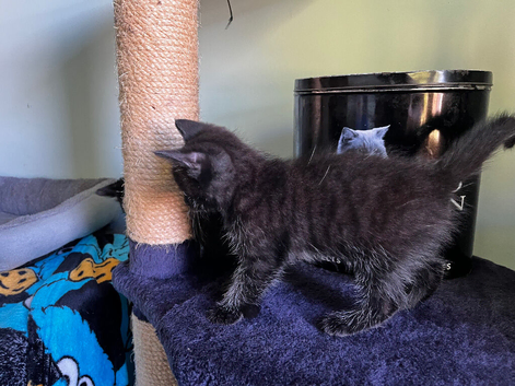 Beautiful black kittens, Ready now