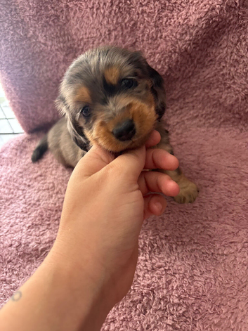 Miniature dachshund pups