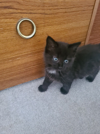 4 kittens