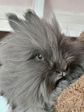 Double maned lionhead